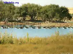 Otro grupo mas de anatidas en la laguna