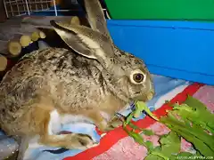 Pelu comiendo 1