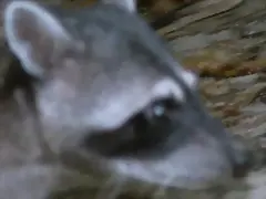 mapache