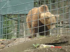 animal