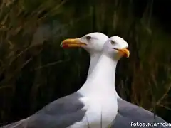 patos