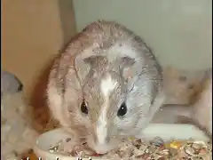 Panda Golden Agouti2