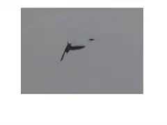 golondrina atacada golondrina atacada