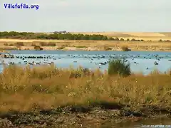 Numerosas anatidas en la laguna del Centro de Interpretacin