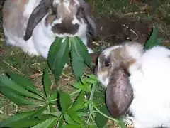 conejos conejos