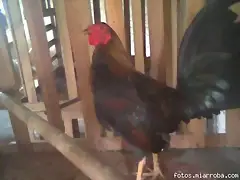 pollo gallino