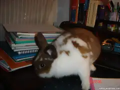 oliskeandolo todo