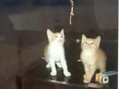 gatitos