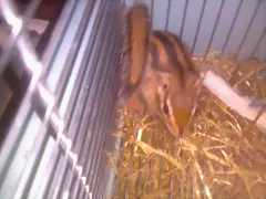 Tiffa hace sus necesidades Tiffa hace sus necesidades