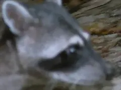 mapache dos