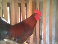 pollo zambo quemao
