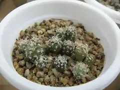 Copiapoa megarhiza v.parvula