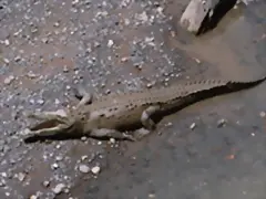 lagarto 2