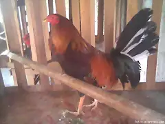 GALLO ZAMBO PINTO