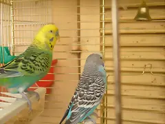 Perico y Kito