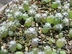 Copiapoa paposoensis