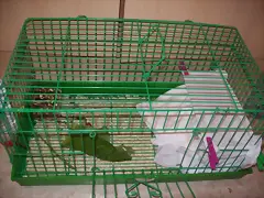 el pisito