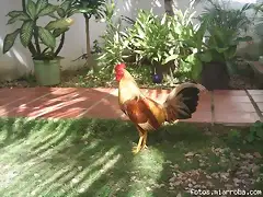 POLLO MAMEY DE 8 MESES