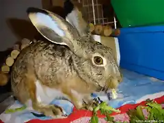 Pelu comiendo 2