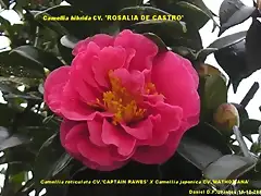 Camellia hibrida ROSALIA DE CASTRO