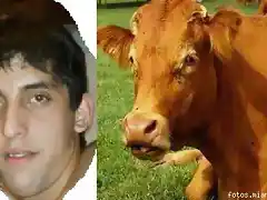 La vaca en celo