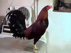 pollo rubio