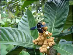 abejorro en nspero Eryobotrya japonica