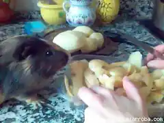 Mi madre pelando patatas y el observando para atacar!