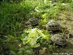 hermannis de frank comiendo escarola