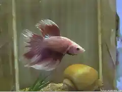 betta blanco