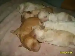 mis perritos