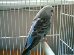 Toma de espaldas de mi perico azul 1