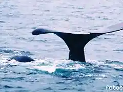 ballena