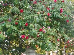 mathotiana rubra ms su mutacin