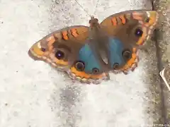 mariposa