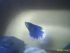 betta 02