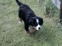 Aqu est la peuqa Estrella corriendo en el campo