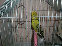 AMBOS