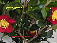Camellia X vernalis 'YULETIDE' casa 20-9-2005
