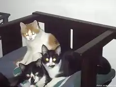 3 gatitos