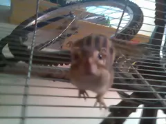 Goku SpiderArdilla Goku SpiderArdilla