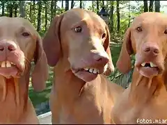 Los perros de Ronaldinho