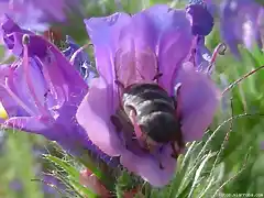 Echium plantagineum