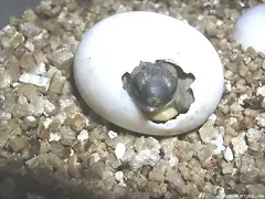 ocho ocho