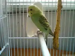 Toma de mi perico verde de lado 1