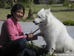 con el samoyedo