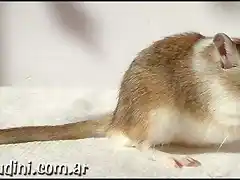 Panda Golden Agouti