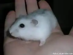 hamster