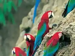 GUACAMAYOS EN LA SELVA PERUANA