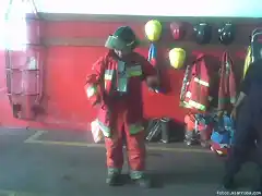 bomberina